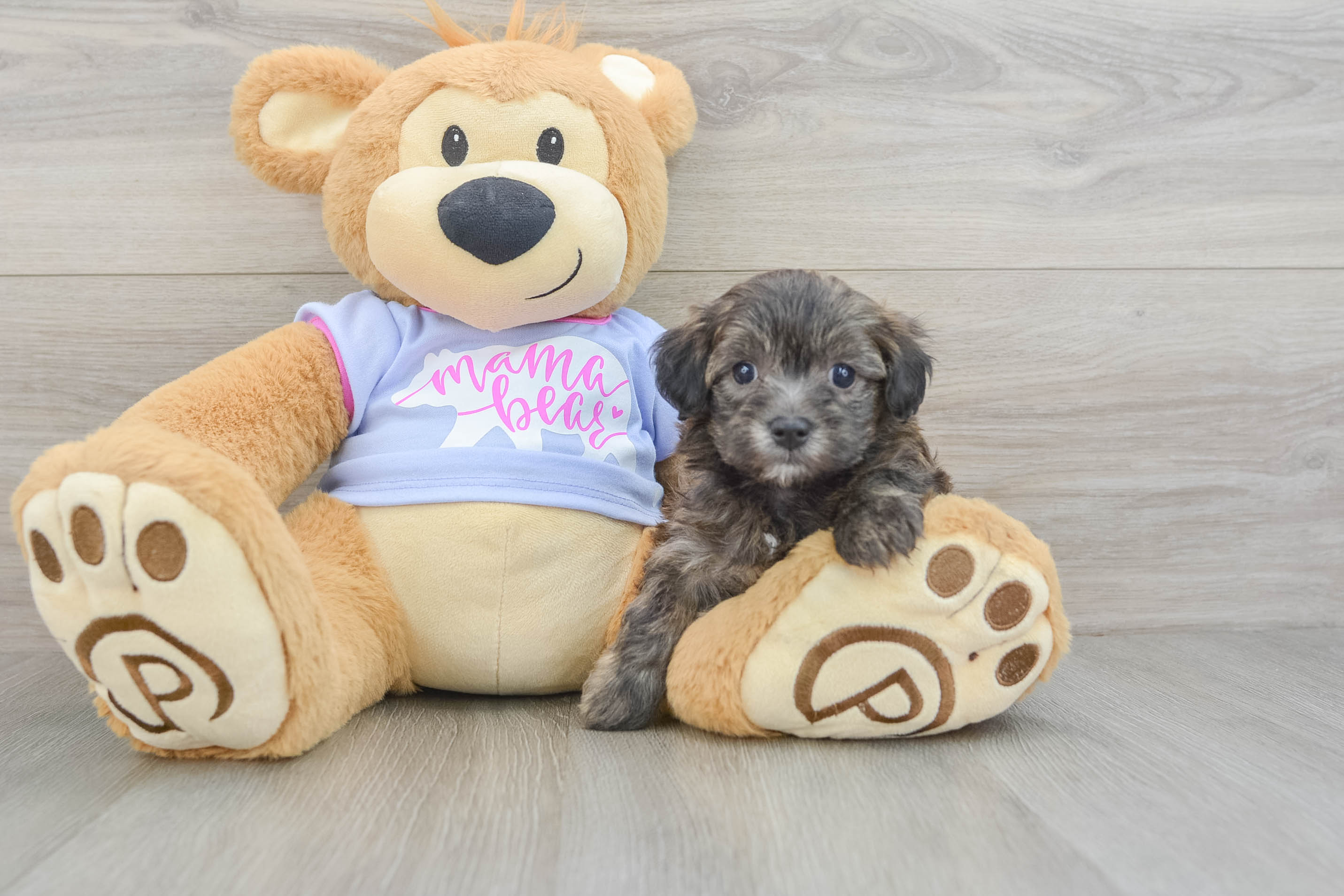 Maltipoo Puppy for Adoption