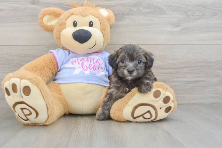 Maltipoo Puppy for Adoption