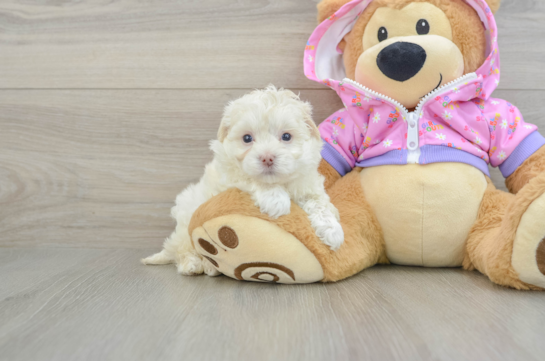 Maltipoo Pup Being Cute