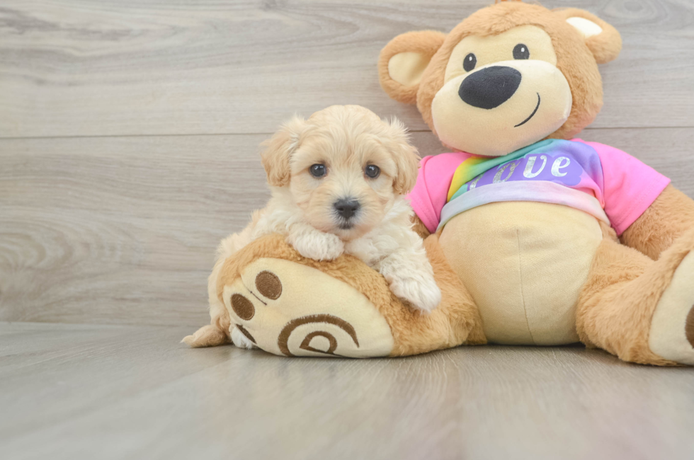 6 week old Maltipoo Puppy For Sale - Premier Pups