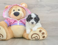 7 week old Maltipoo Puppy For Sale - Premier Pups