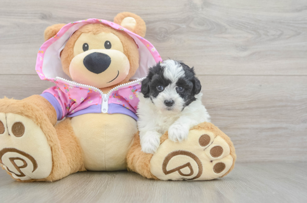 5 week old Maltipoo Puppy For Sale - Premier Pups