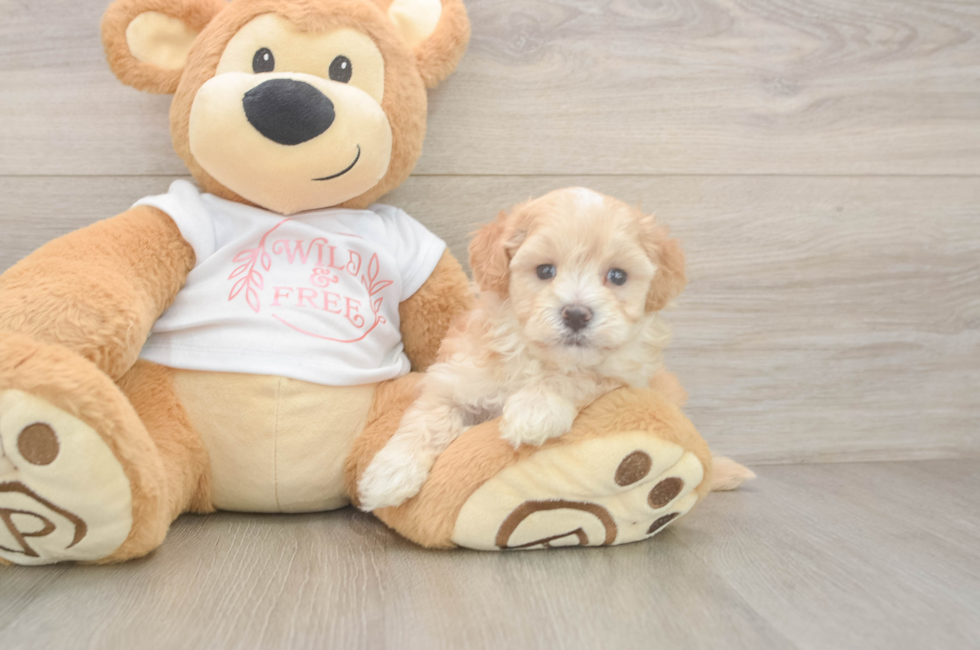 5 week old Maltipoo Puppy For Sale - Premier Pups