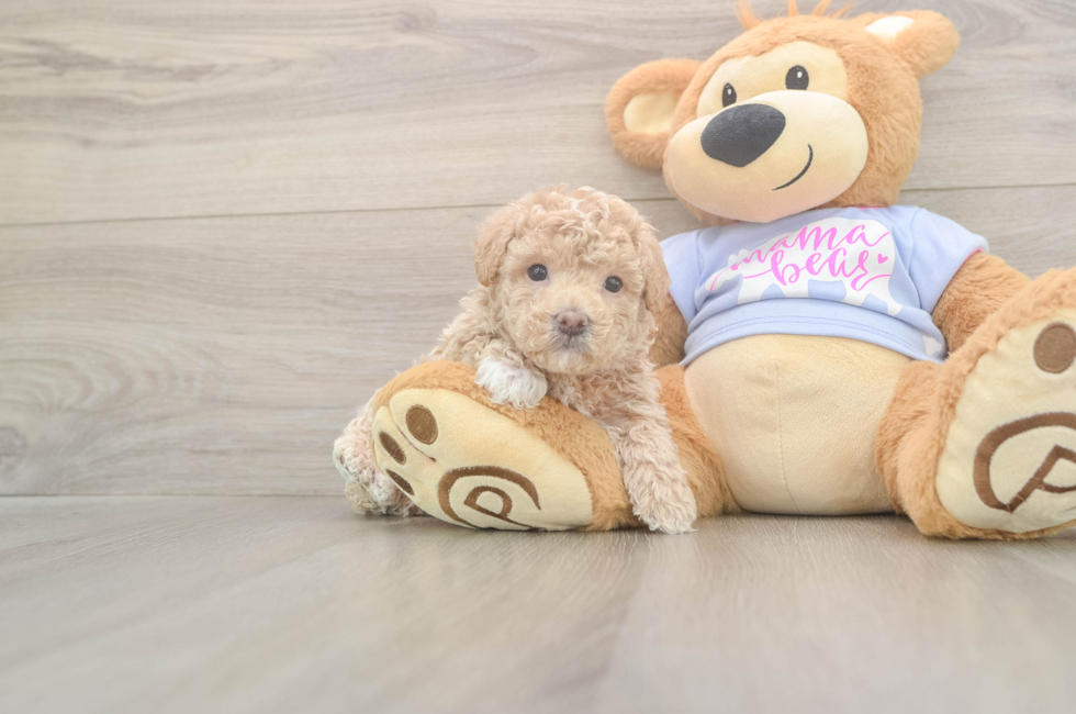 5 week old Maltipoo Puppy For Sale - Premier Pups