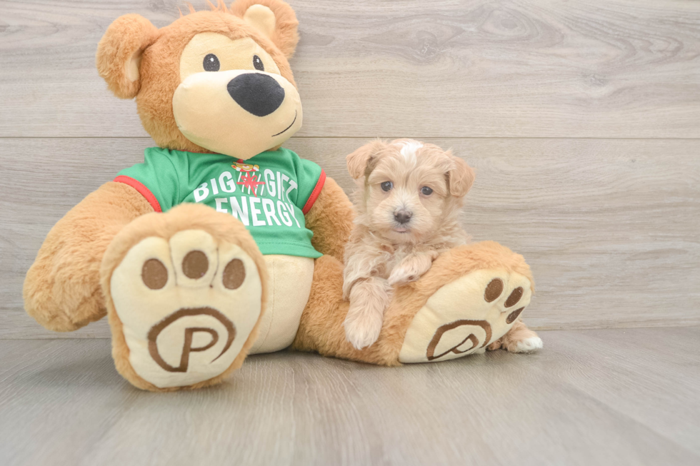 Little Multipoo Poodle Mix Puppy