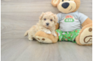 Best Maltipoo Baby