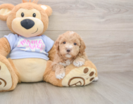8 week old Maltipoo Puppy For Sale - Premier Pups