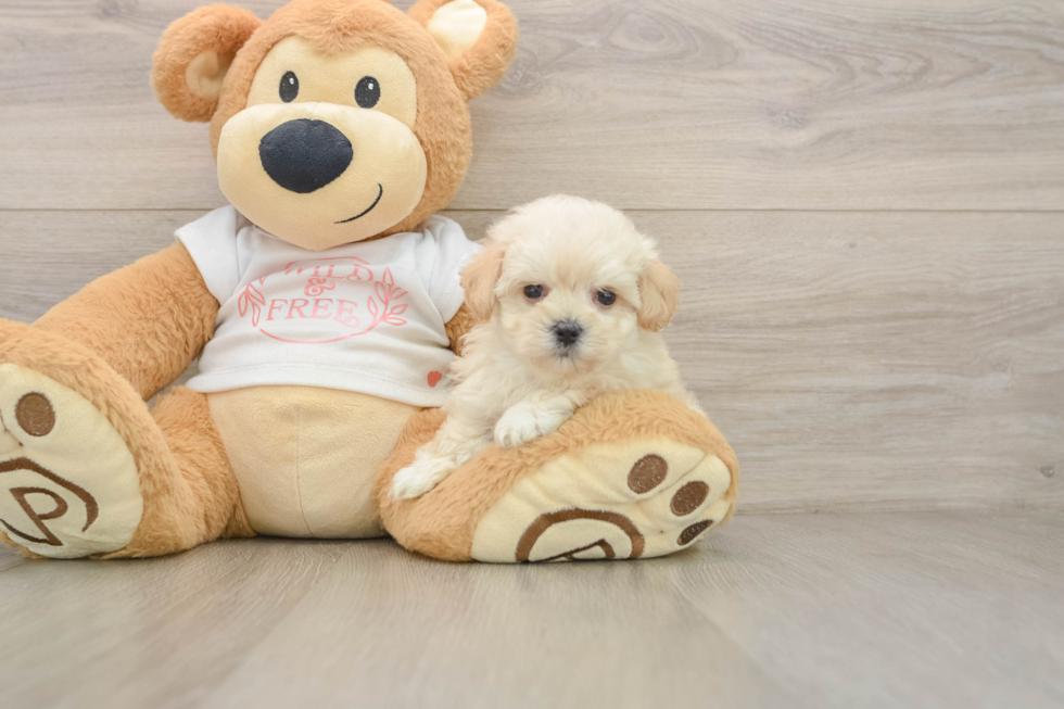 Smart Maltipoo Poodle Mix Pup