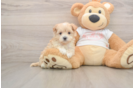 Maltipoo Pup Being Cute