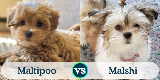 Maltipoo vs Malshi (Teddy Bear) Comparison