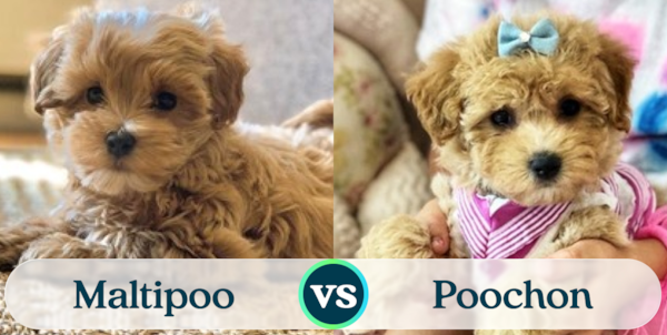 Maltipoo vs Poochon - How Are They Different? - Premier Pups