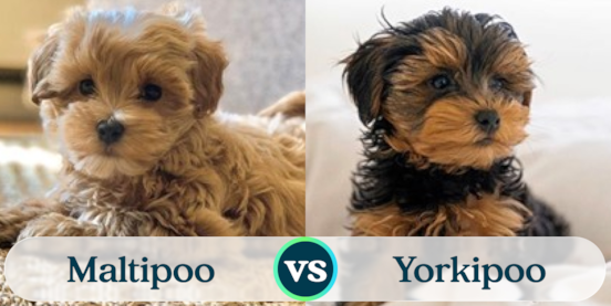 Maltipoo vs Yorkipoo Comparison