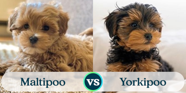 Maltipoo vs Yorkipoo - Doodle Comparison - Premier Pups