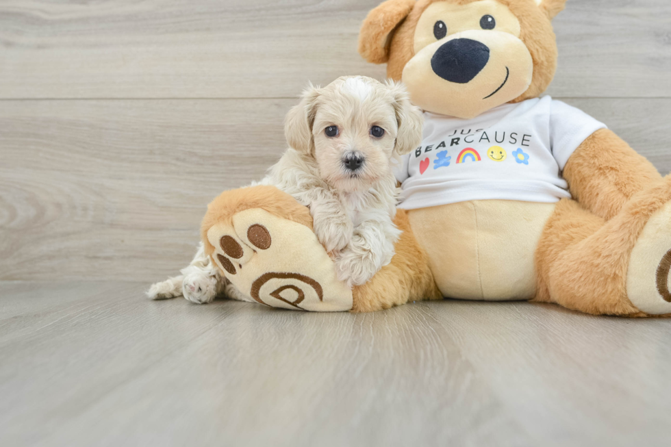 Maltipoo Puppy for Adoption