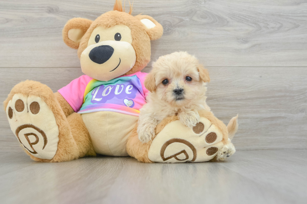 7 week old Maltipoo Puppy For Sale - Premier Pups