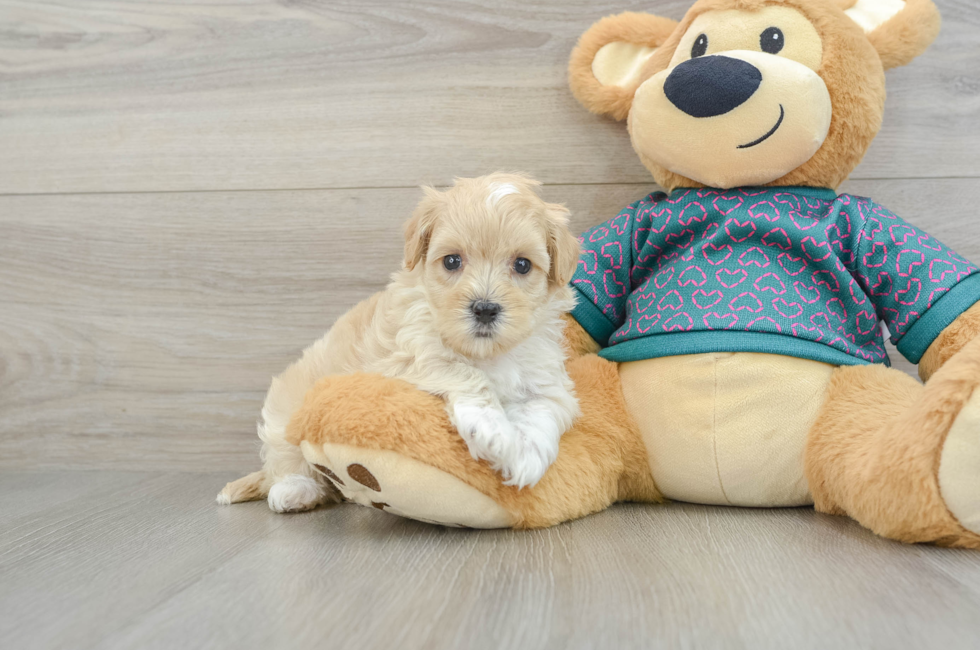 5 week old Maltipoo Puppy For Sale - Premier Pups