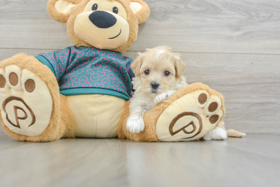 Smart Maltipoo Poodle Mix Pup