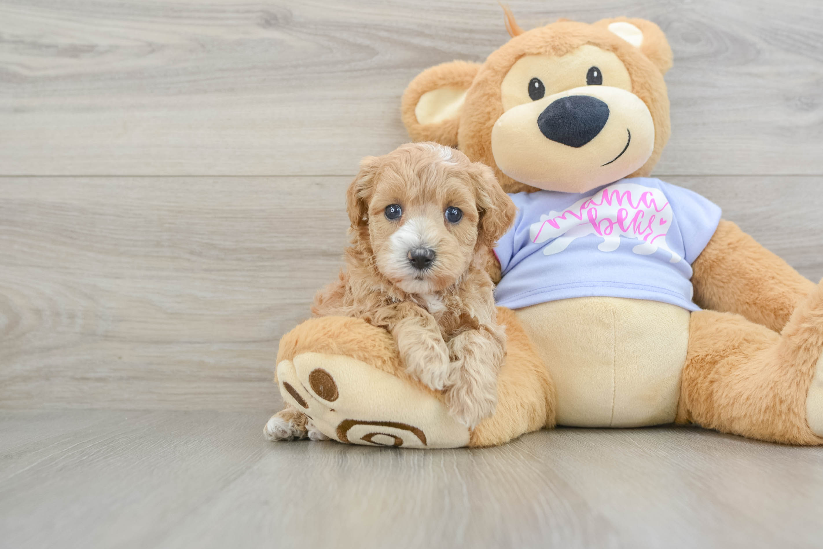 Maltipoo Puppy for Adoption