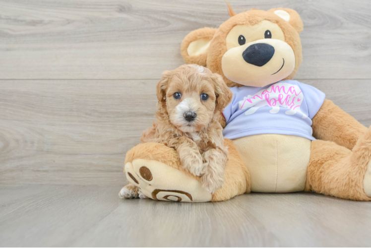 Maltipoo Puppy for Adoption