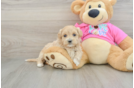 Maltipoo Pup Being Cute