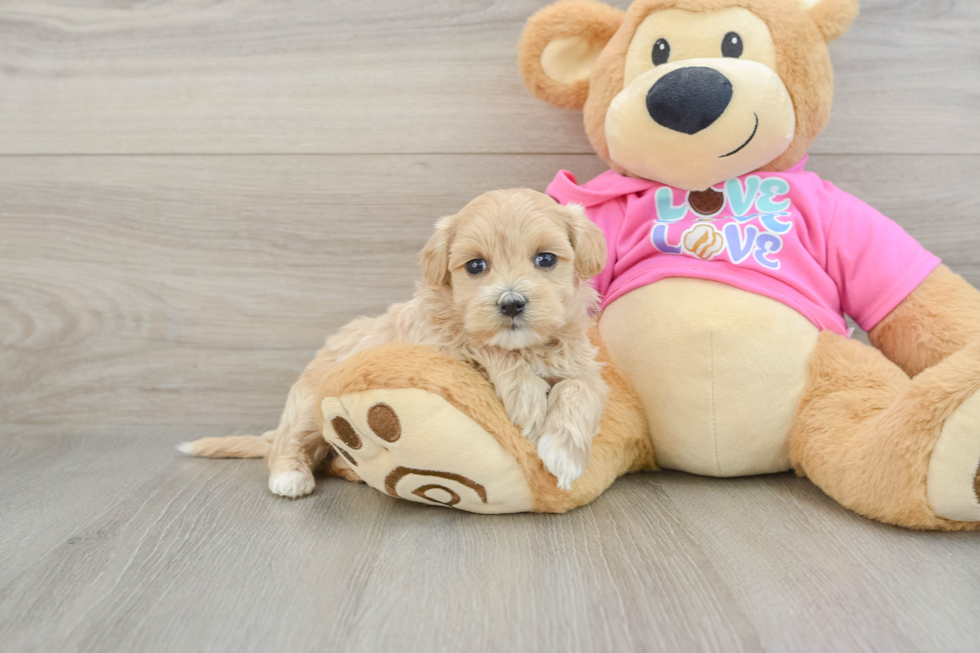 Maltipoo Pup Being Cute