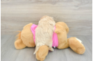 Hypoallergenic Maltidoodle Poodle Mix Puppy