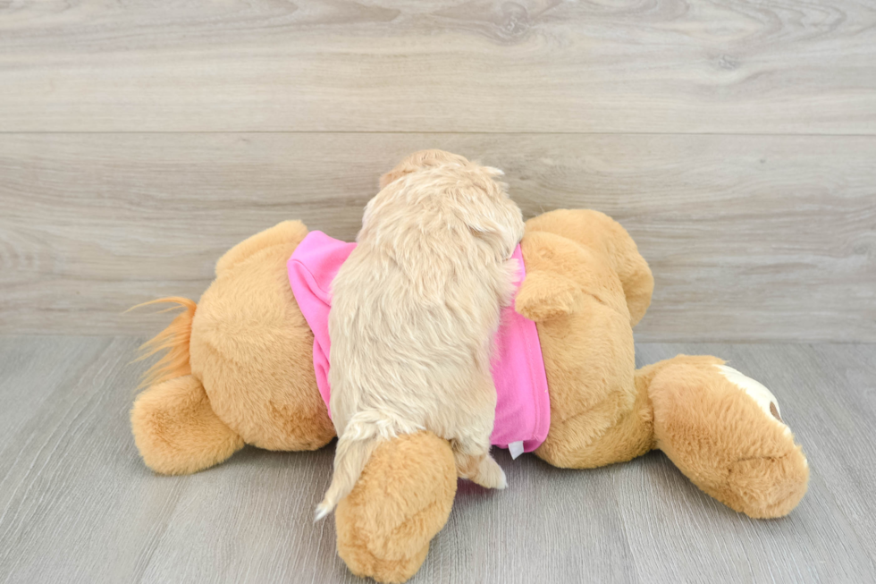 Hypoallergenic Maltidoodle Poodle Mix Puppy