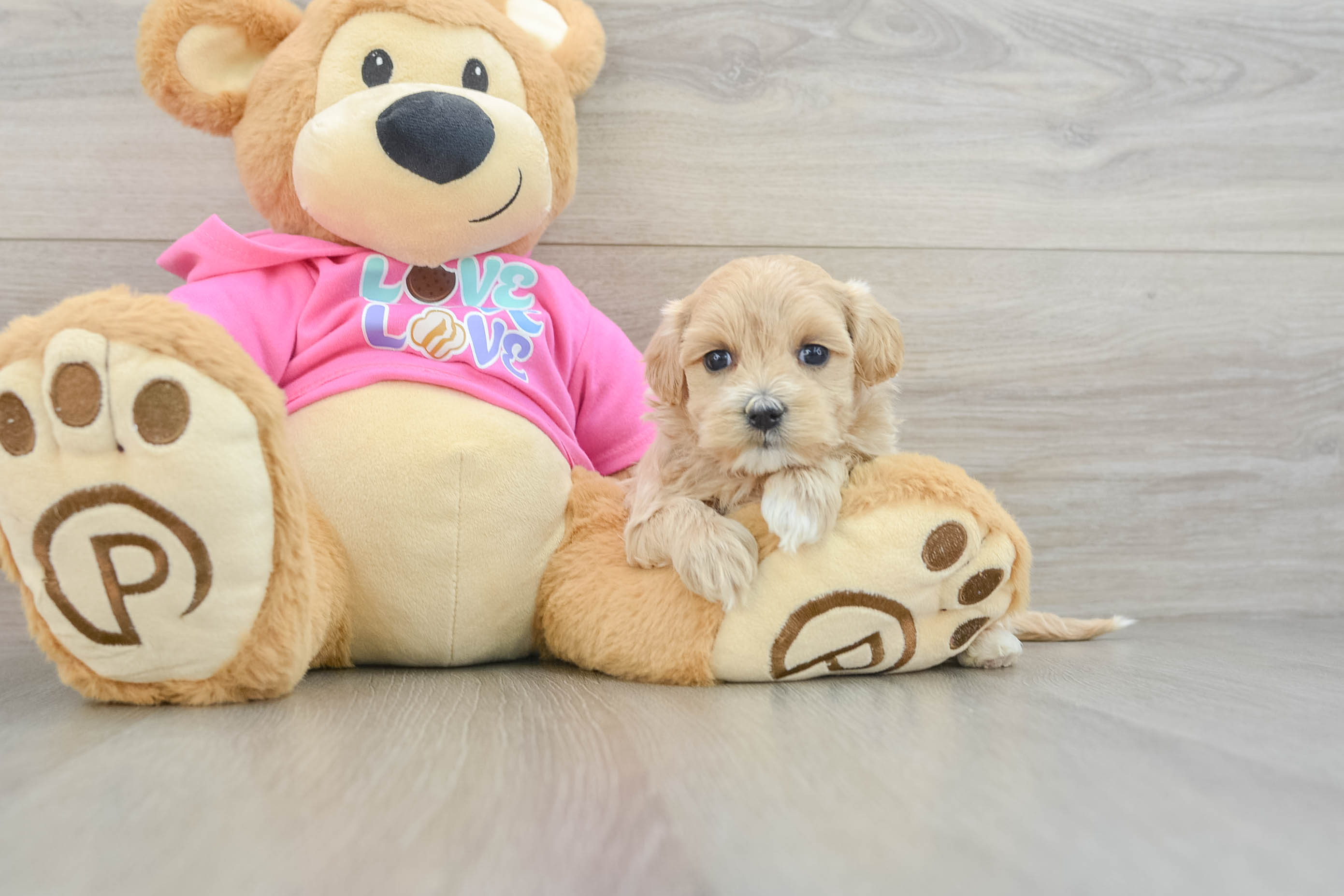 Adorable Multipoo Poodle Mix Puppy
