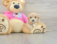 8 week old Maltipoo Puppy For Sale - Premier Pups