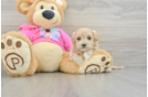 Adorable Multipoo Poodle Mix Puppy