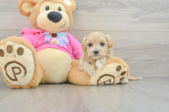 Adorable Multipoo Poodle Mix Puppy