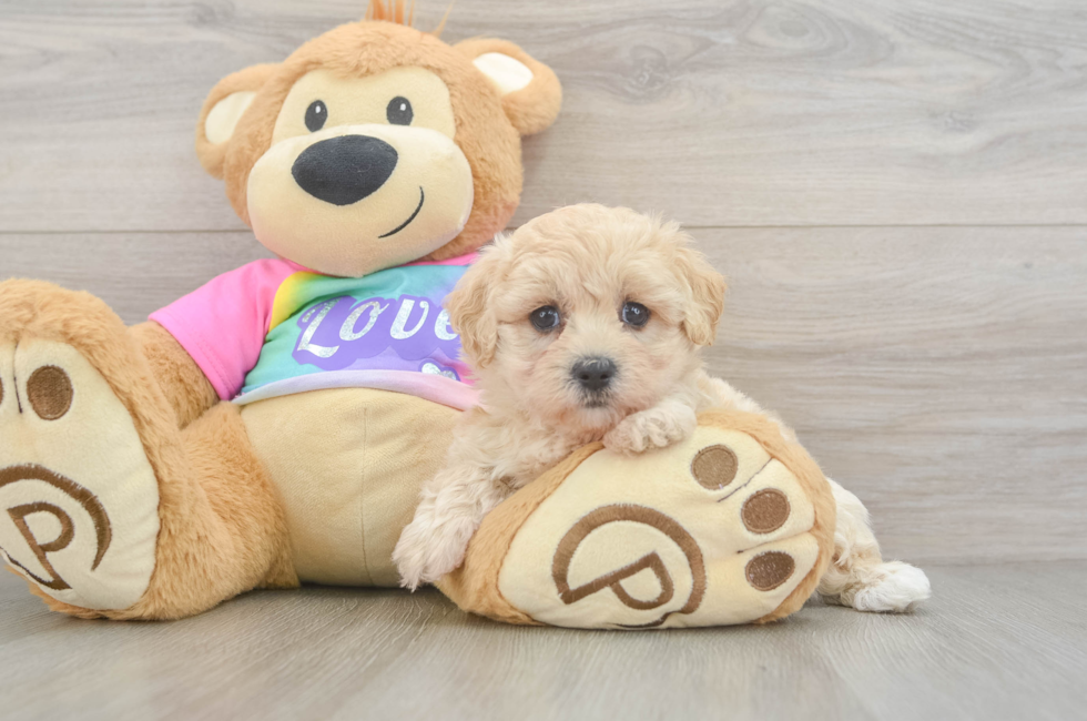 5 week old Maltipoo Puppy For Sale - Premier Pups