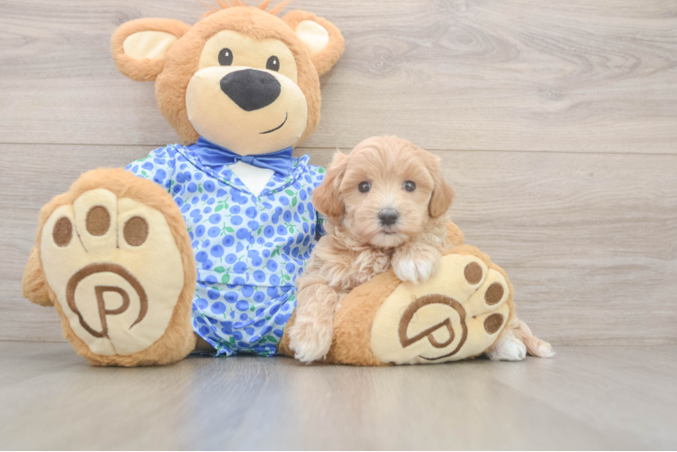 Little Malt Oodle Poodle Mix Puppy