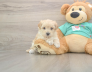 8 week old Maltipoo Puppy For Sale - Premier Pups
