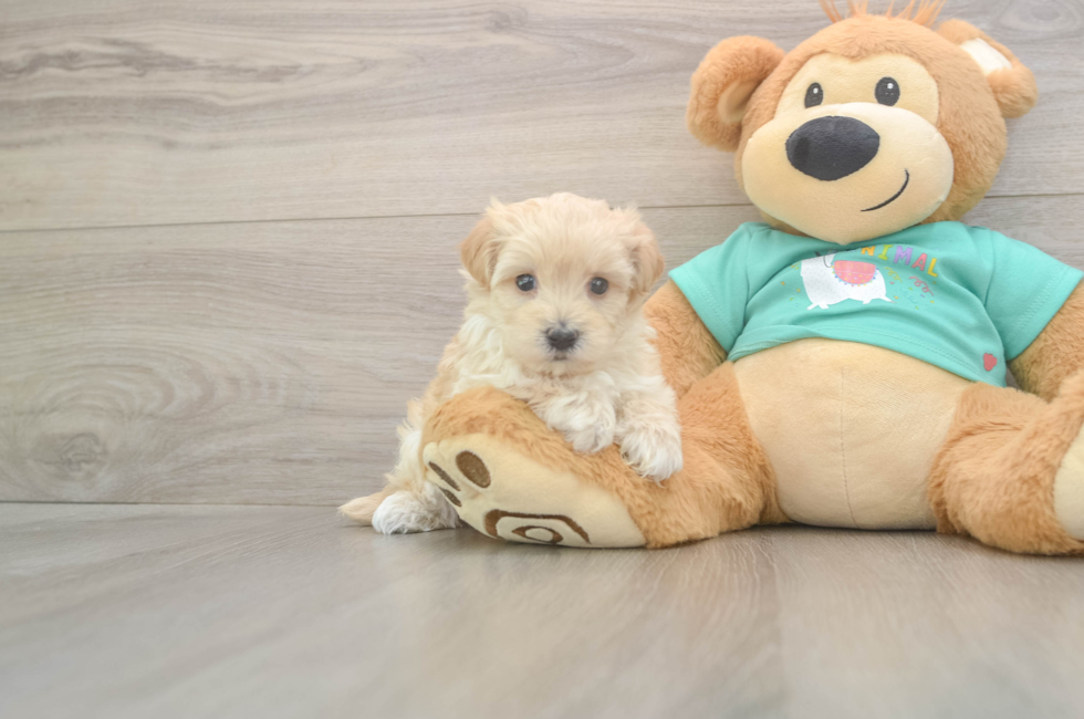 5 week old Maltipoo Puppy For Sale - Premier Pups