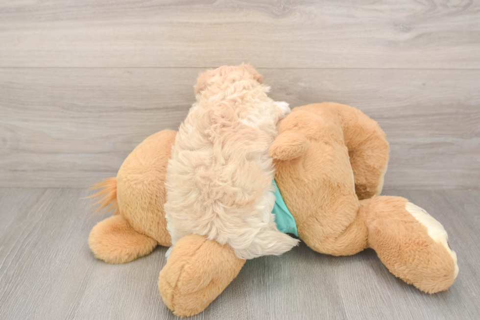 Petite Maltipoo Poodle Mix Pup