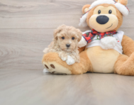 8 week old Maltipoo Puppy For Sale - Premier Pups