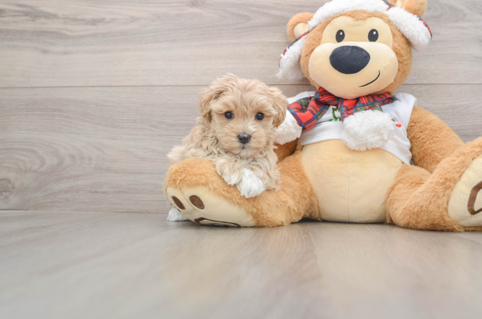 5 week old Maltipoo Puppy For Sale - Premier Pups