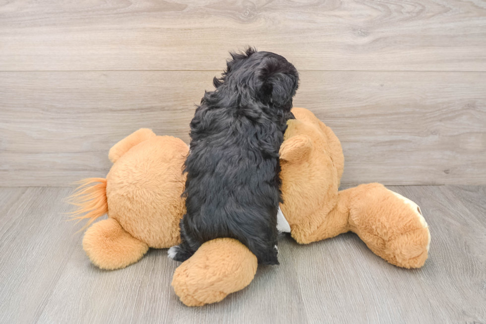 Adorable Maltepoo Poodle Mix Puppy