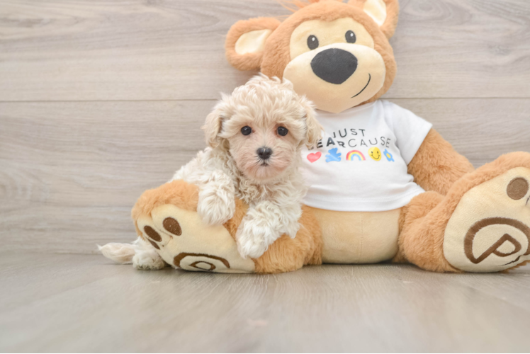 Friendly Maltipoo Baby