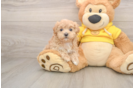Playful Maltese Poodle Poodle Mix Puppy
