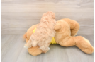 Maltipoo Puppy for Adoption
