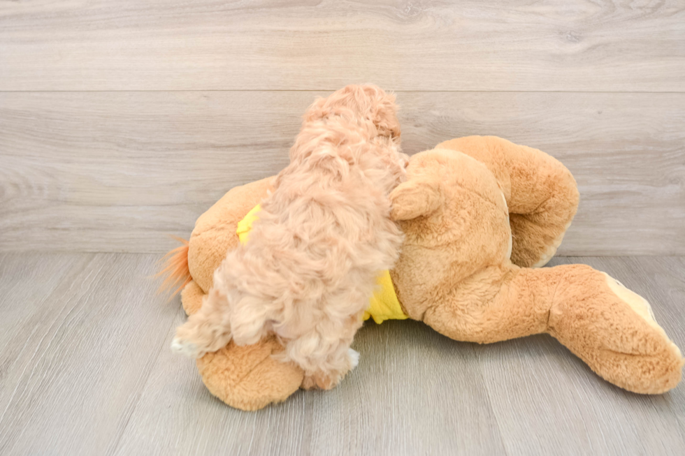 Maltipoo Puppy for Adoption
