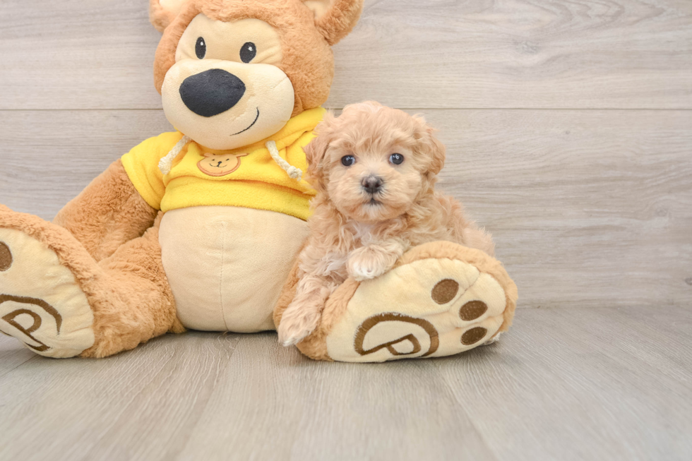 Maltipoo Puppy for Adoption