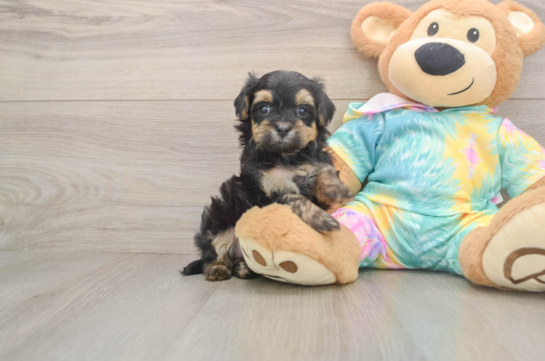 Maltipoo Pup Being Cute