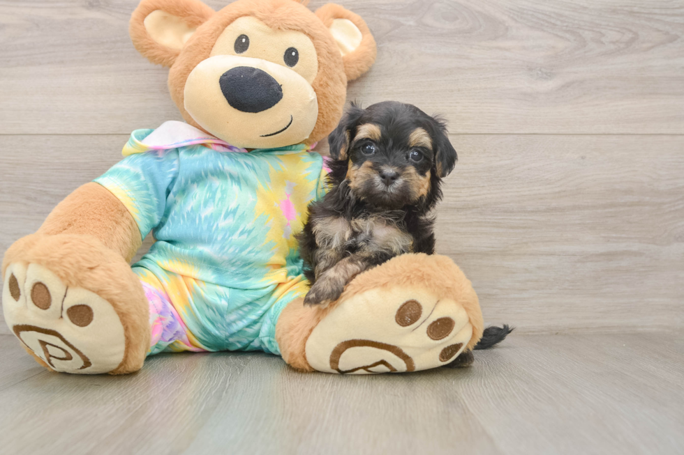 Adorable Maltidoodle Poodle Mix Puppy