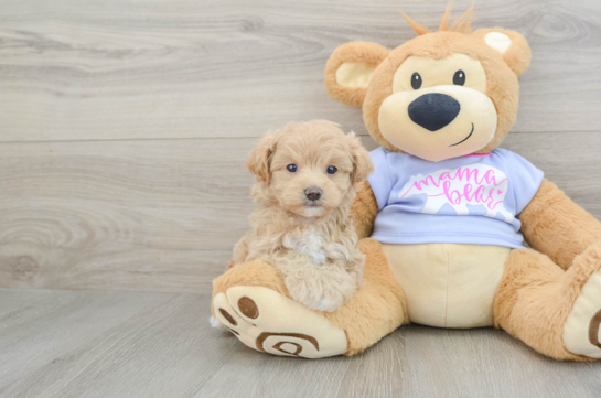 Friendly Maltipoo Baby