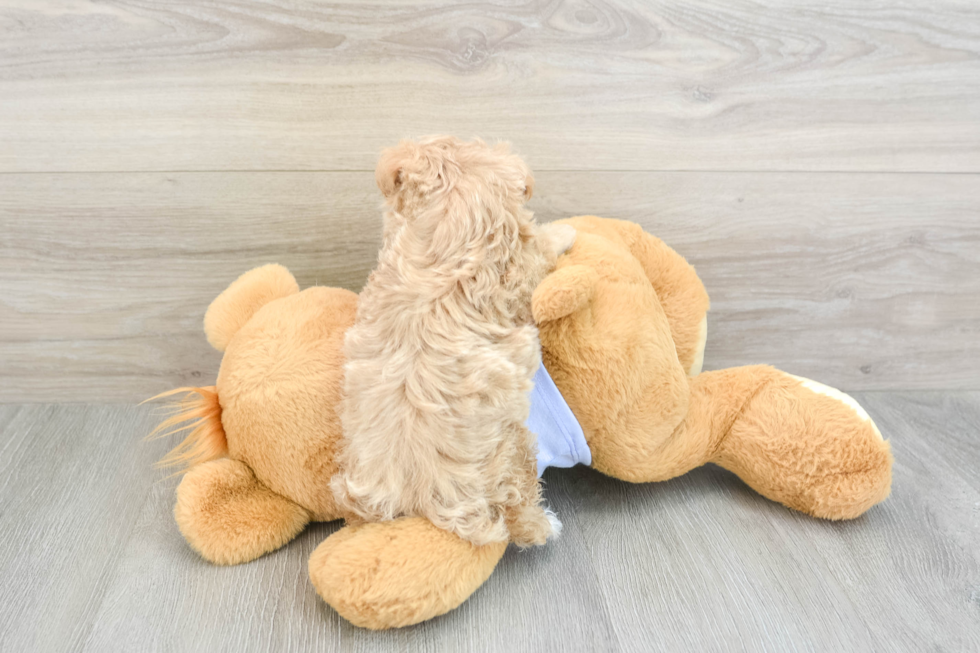 Playful Multipoo Poodle Mix Puppy