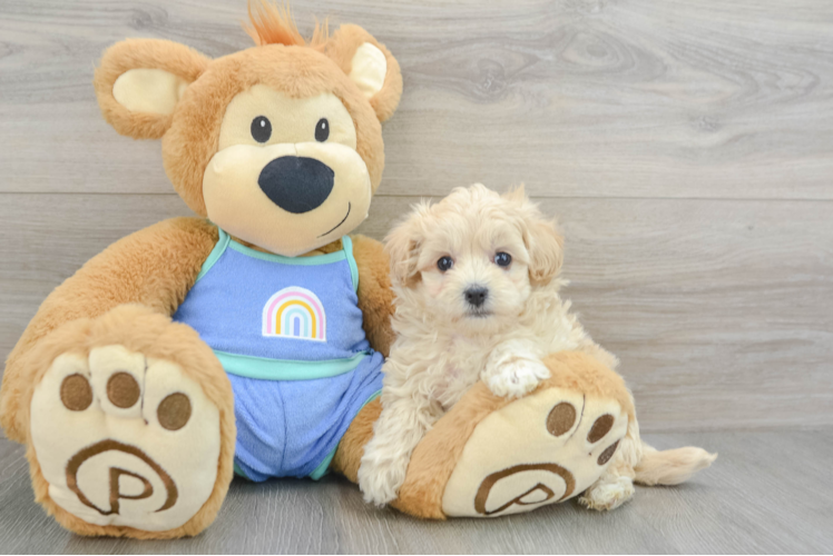 Best Maltipoo Baby