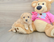 8 week old Maltipoo Puppy For Sale - Premier Pups
